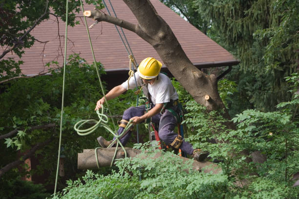 Professional Tree Services in Pine Castle, FL