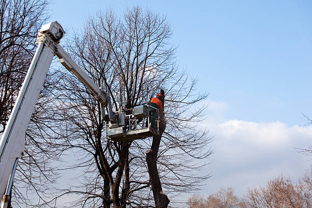 Best Tree and Shrub Care  in Pine Castle, FL